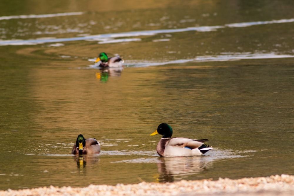 2 mallard ducks on water during daytime