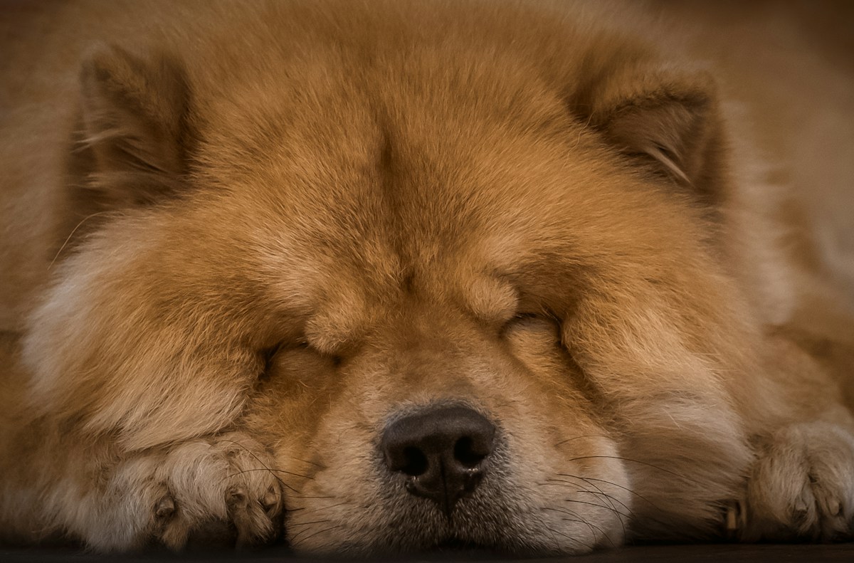 Chow Chow de pelagem caramelo dormindo com o focinho apoiado no chão