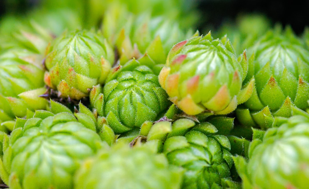 green and pink flower bud in close up photography