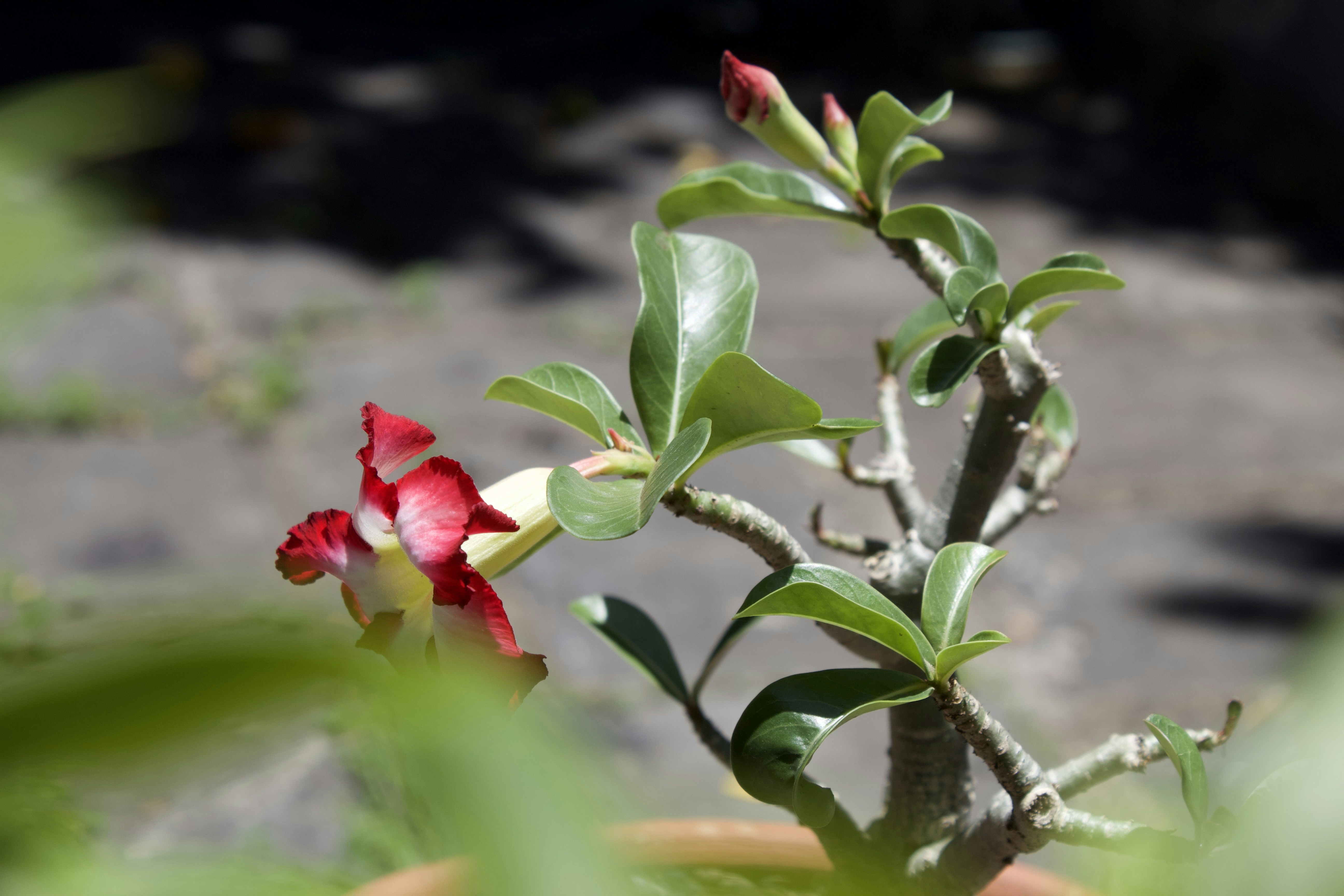 Photo by samucabarbosa