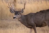 brown deer on brown grass field during daytime