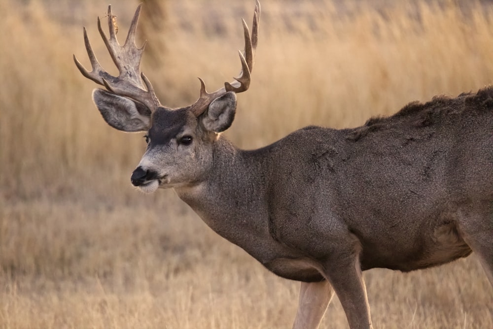 brown deer on brown grass field during daytime