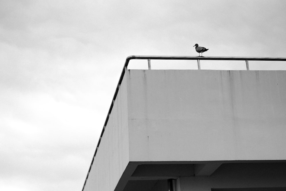 grayscale photo of a bird on a building