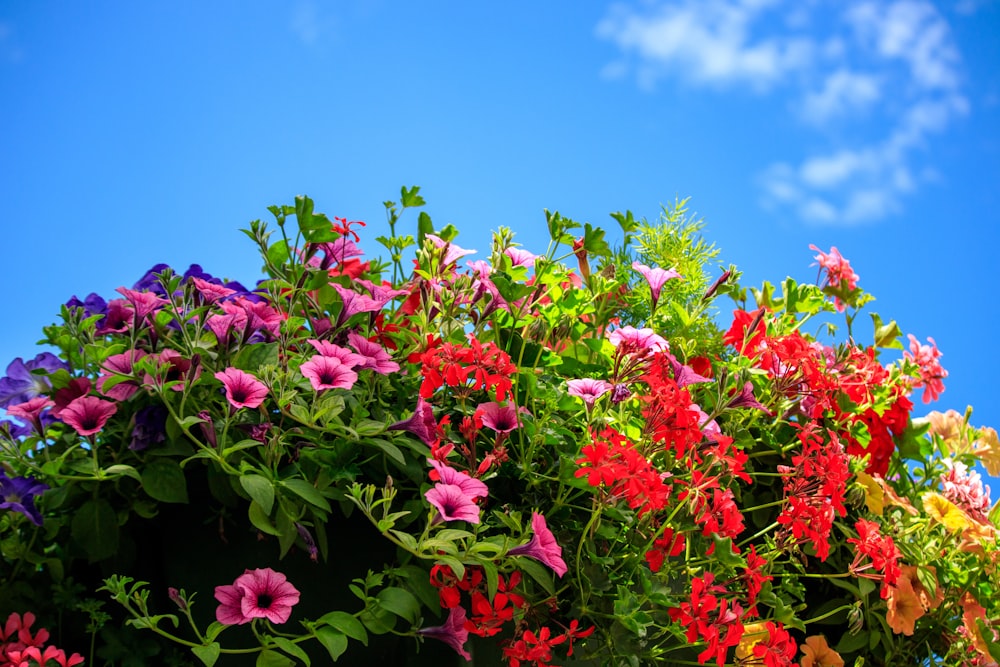 fiori rosa con foglie verdi sotto cielo blu durante il giorno