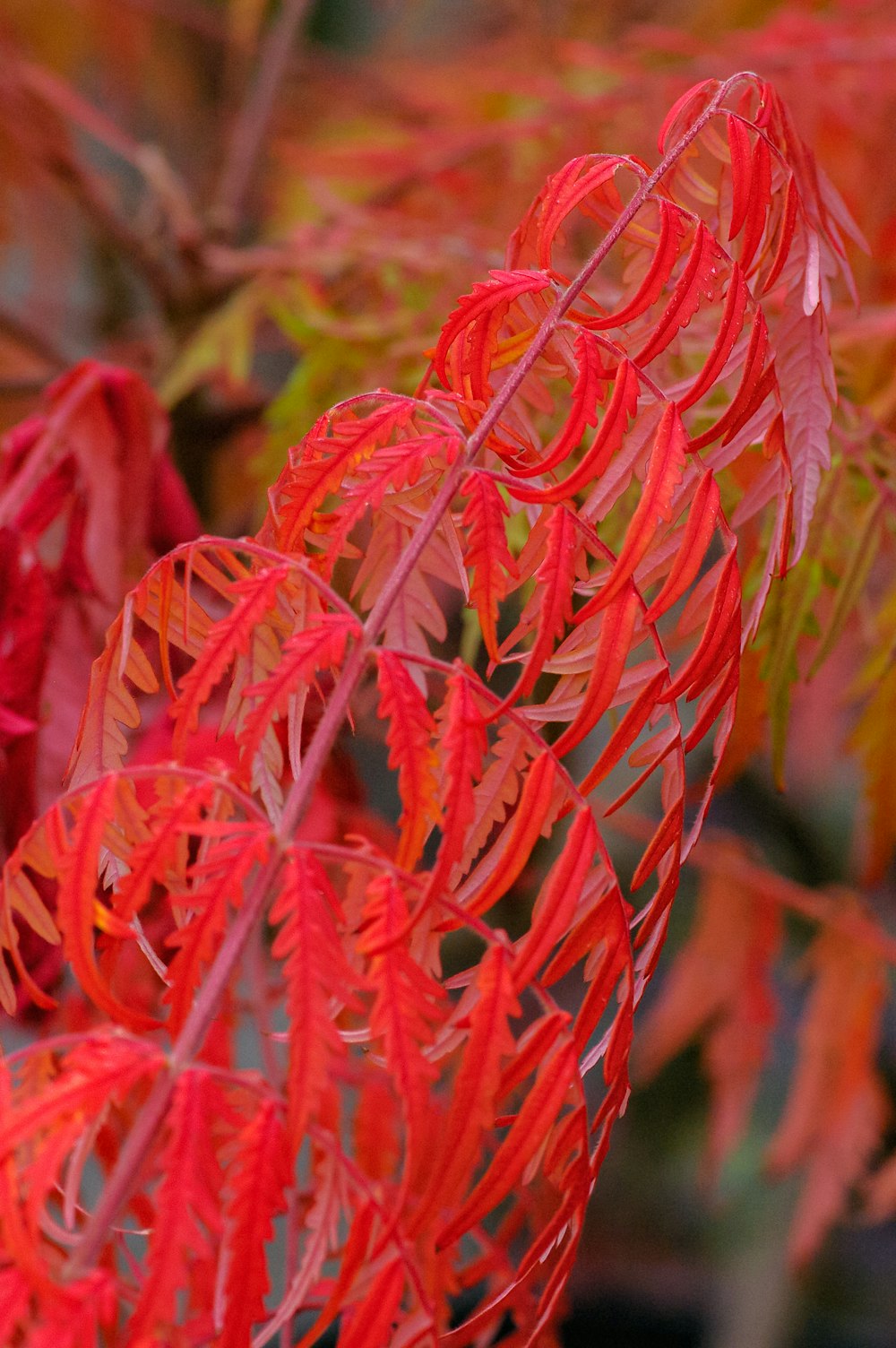 red and green plant in close up photography