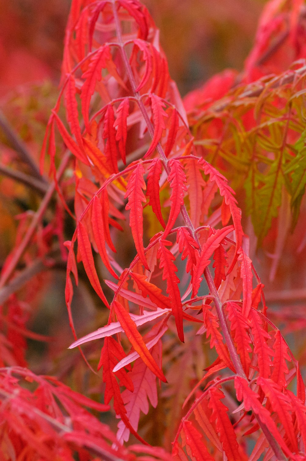 red and green plant during daytime