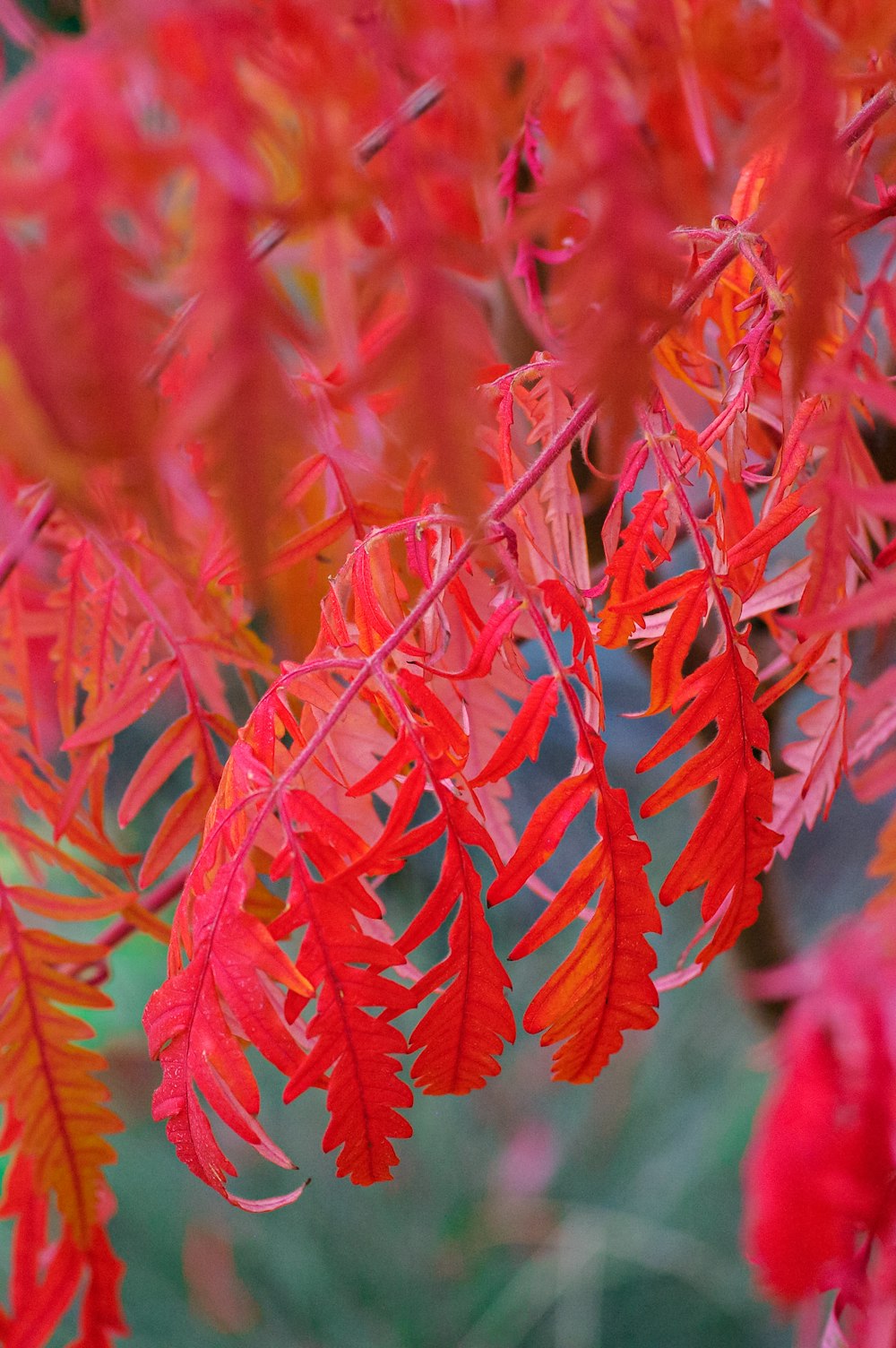 red and green leaf plant