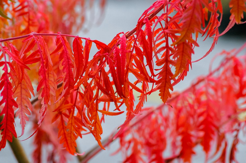 red and white plant in close up photography