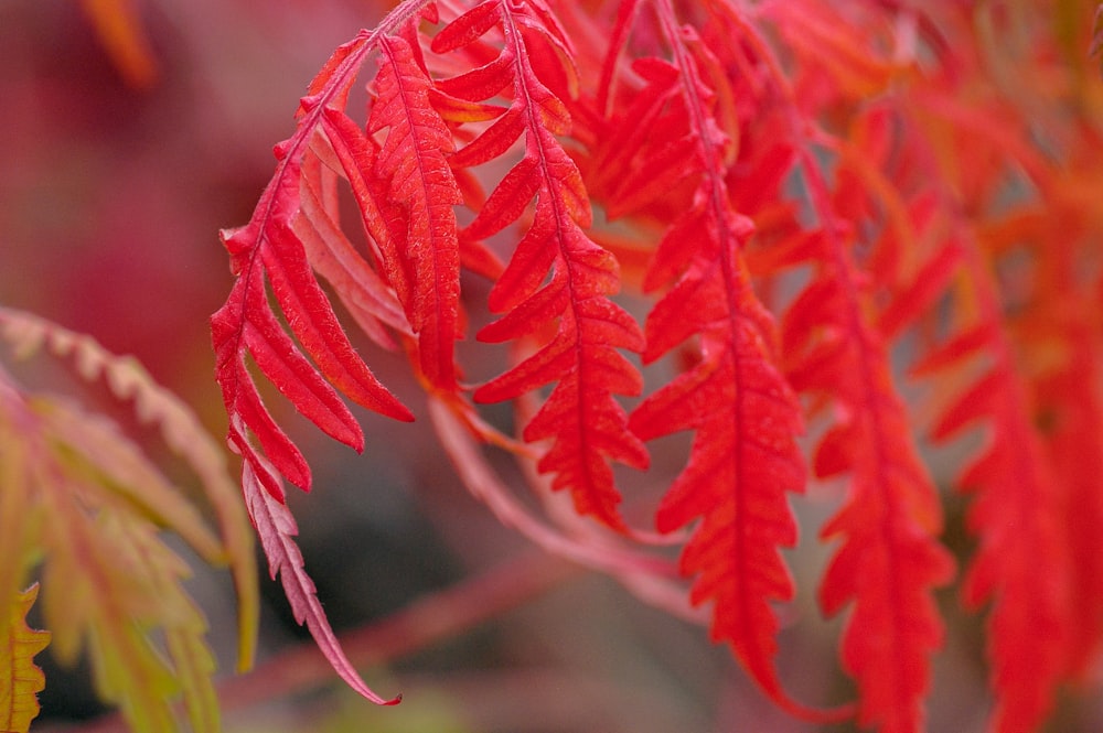 red leaf plant in close up photography