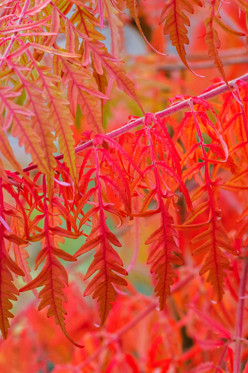 red and green plant during daytime