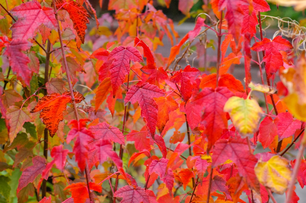 yellow and red maple leaves