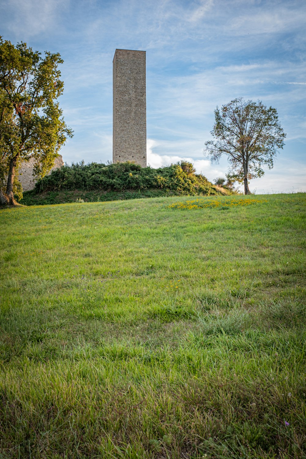 green grass field with trees during daytime