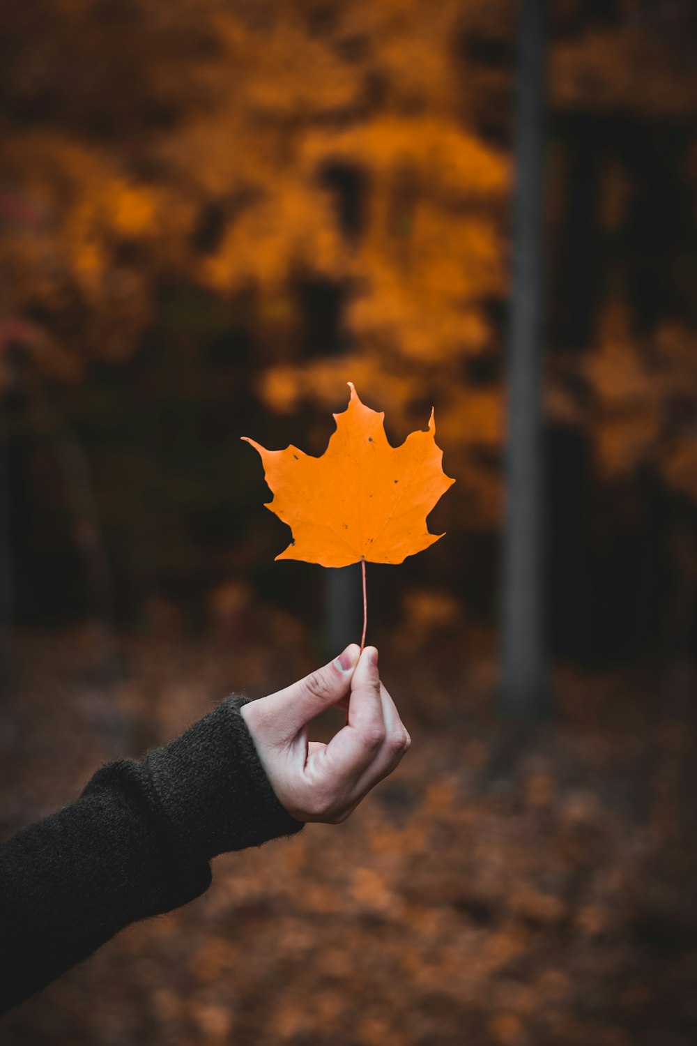 person holding yellow maple leaf