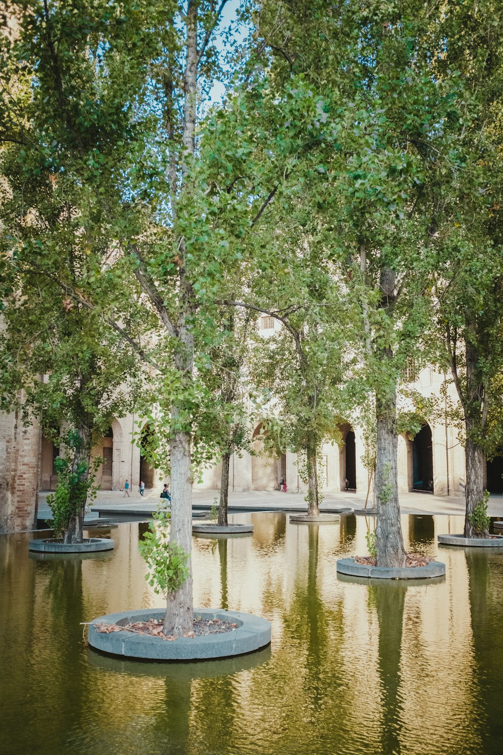 green trees near body of water during daytime