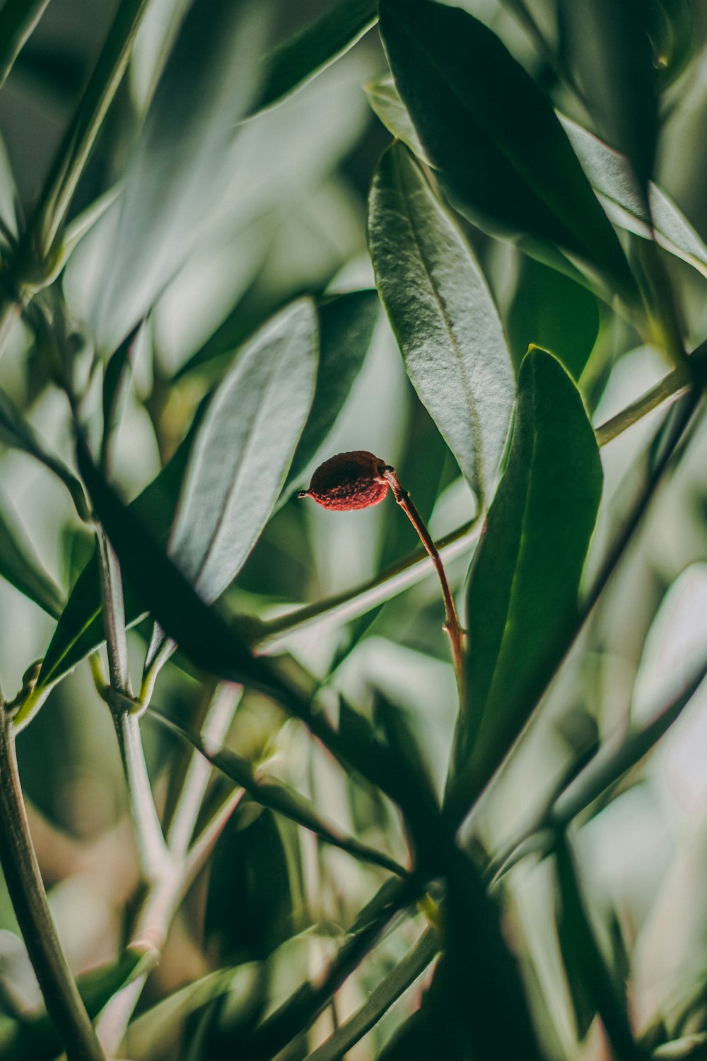 red and green plant bud