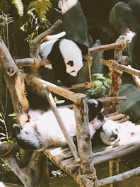 panda bear on brown tree branch