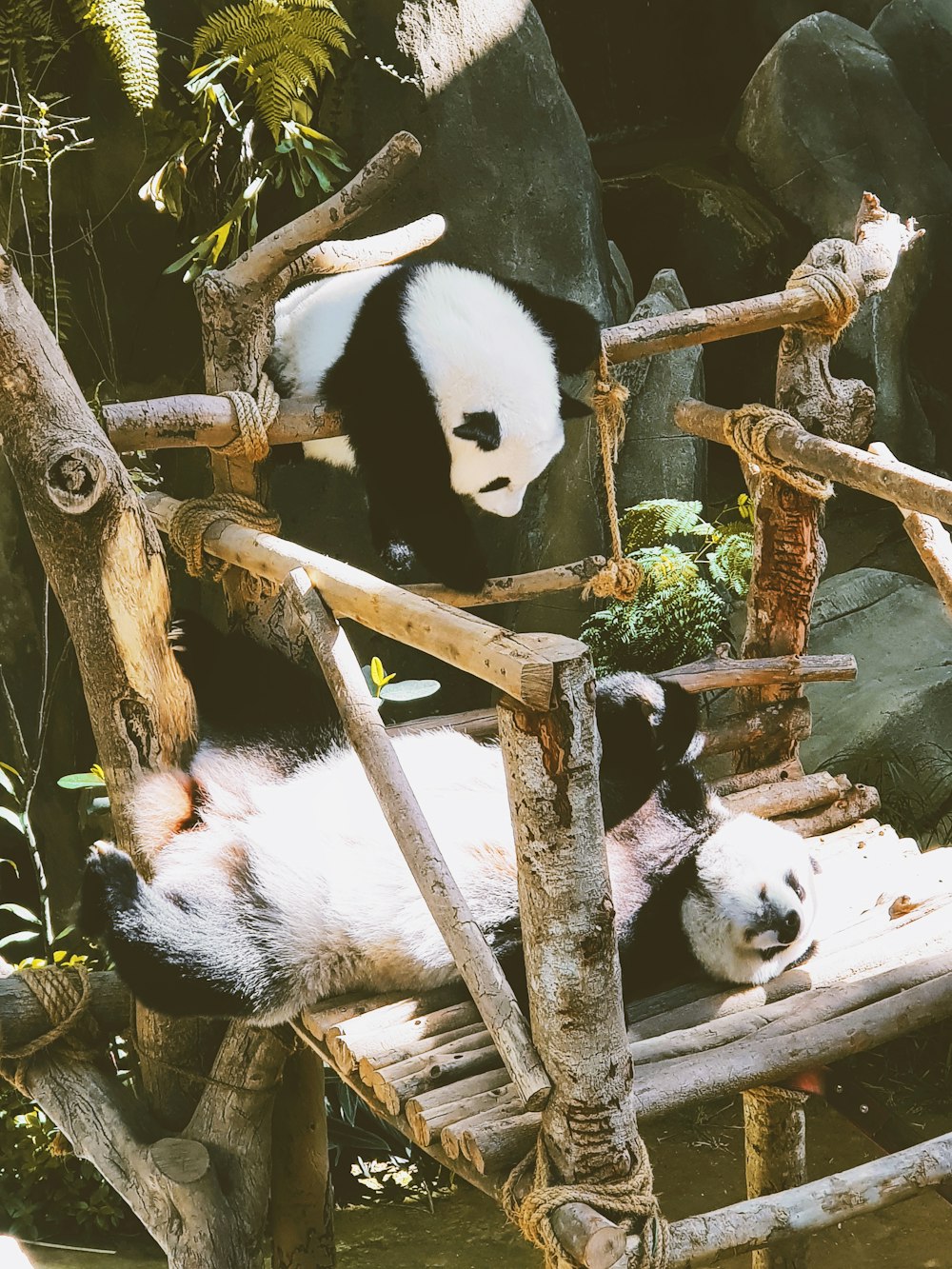 Pandabär auf braunem Ast
