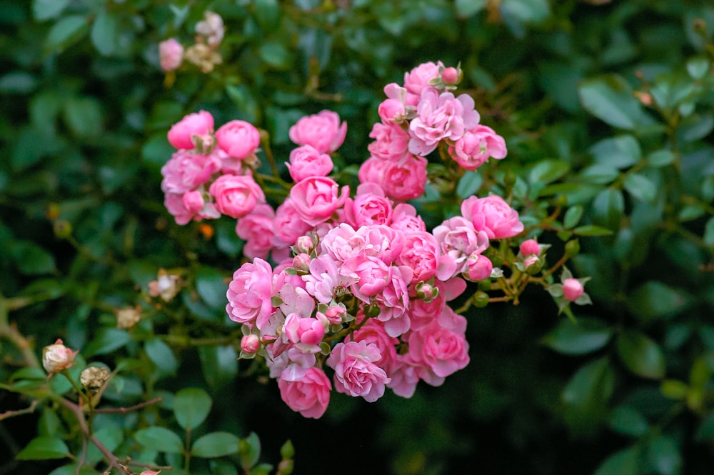 pink flowers in tilt shift lens