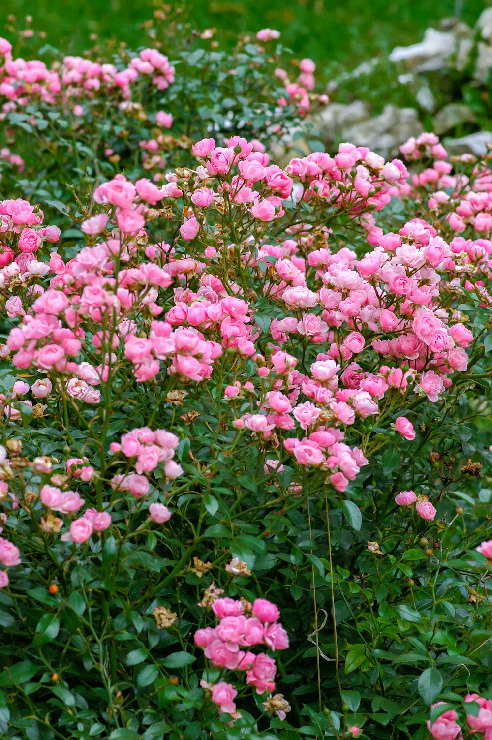 pink flowers with green leaves