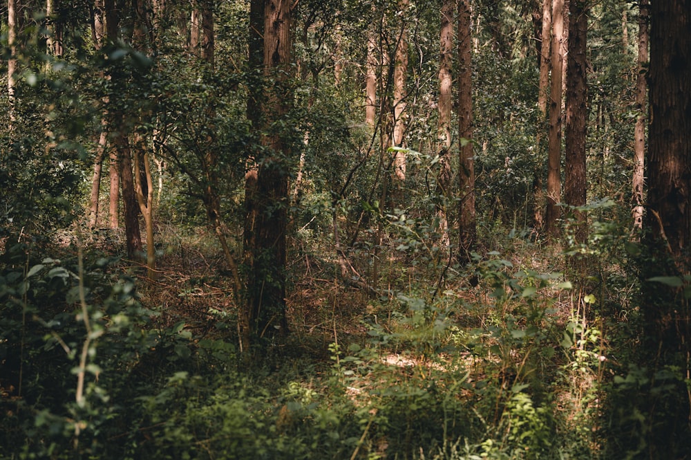 green grass and brown trees