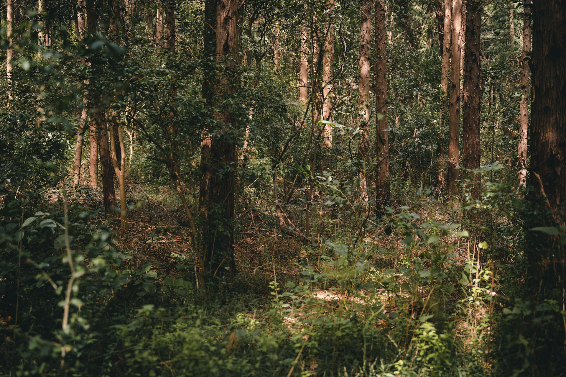 green grass and brown trees