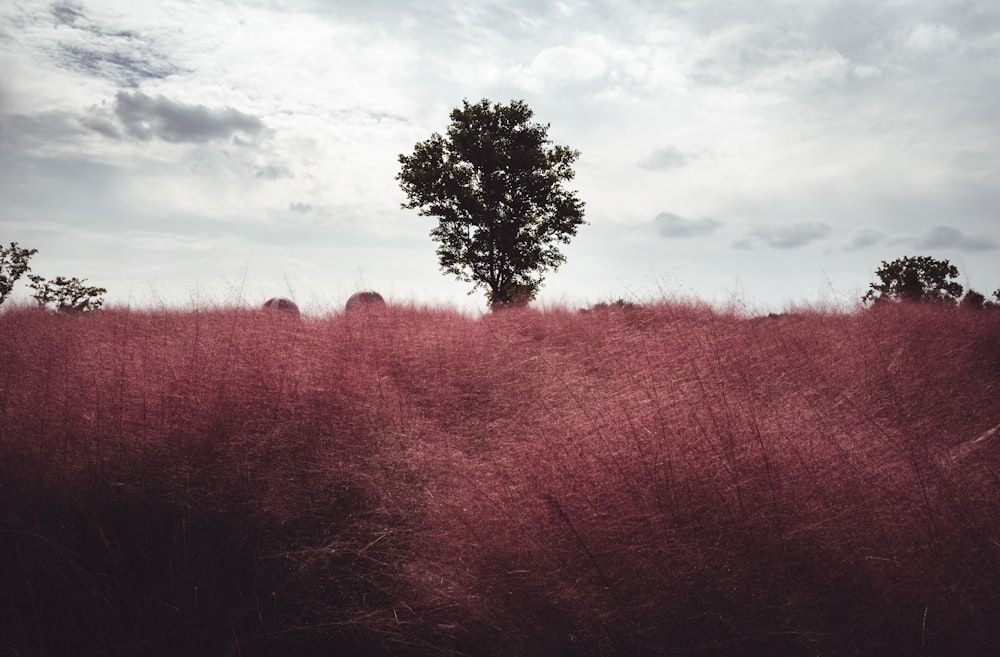 purple trees on brown field under white clouds during daytime