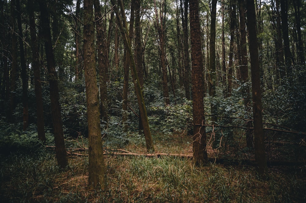 green trees on brown grass field during daytime