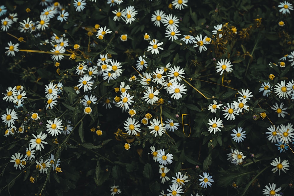 yellow and white flowers during daytime