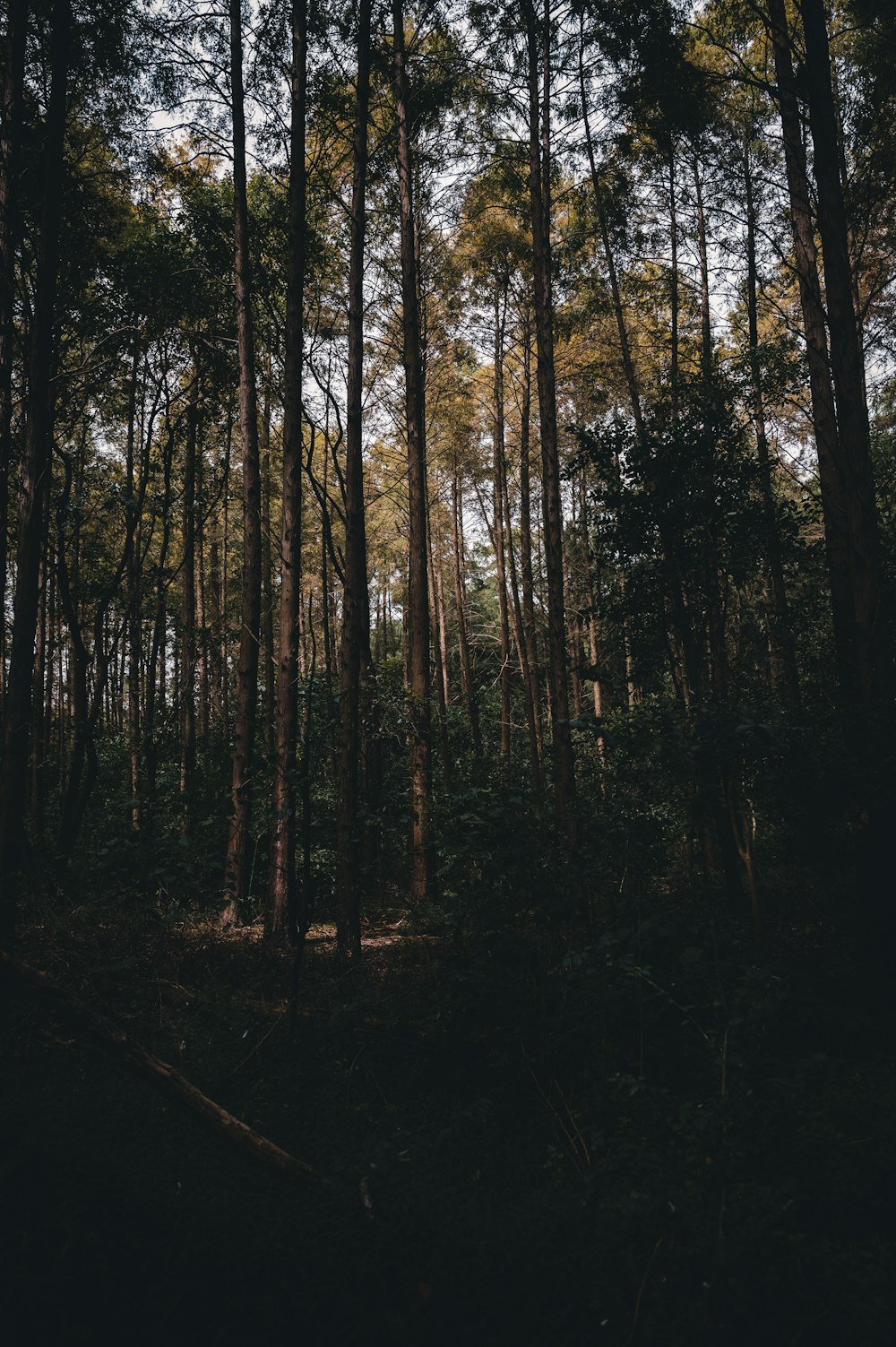 green trees on forest during daytime