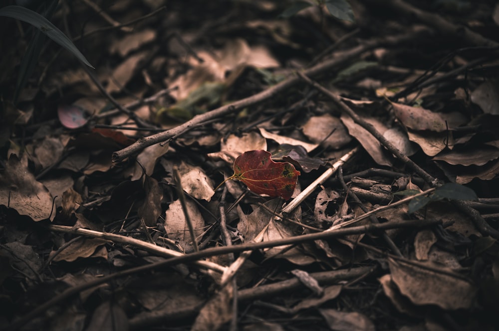 brown dried leaf on ground