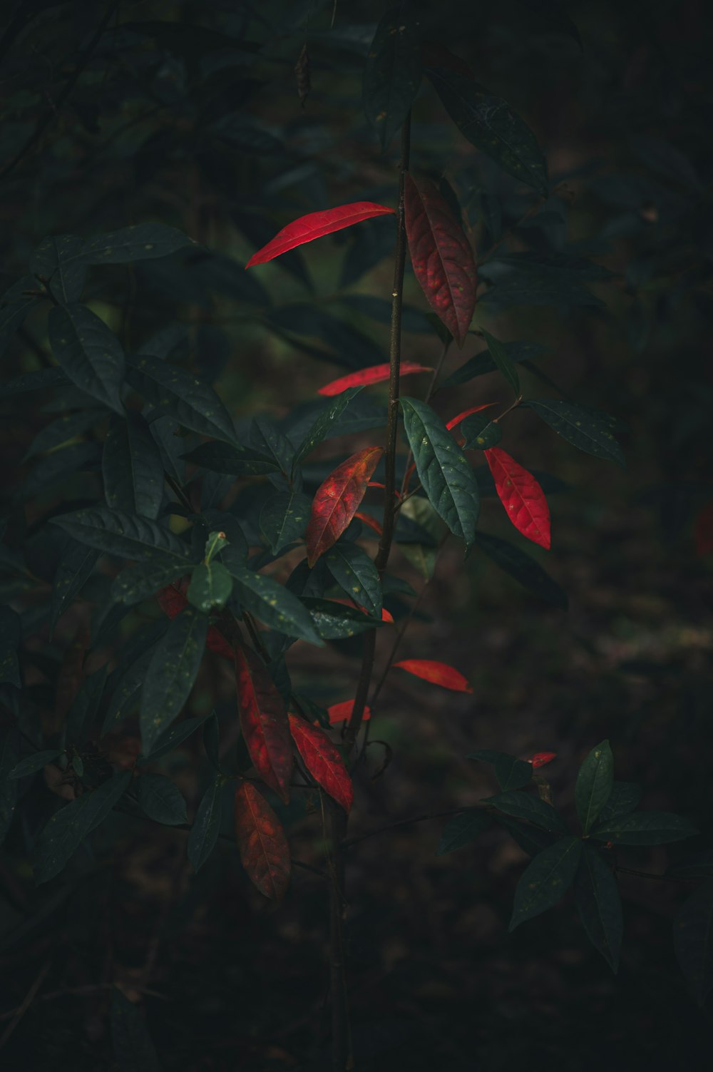 red leaves in close up photography