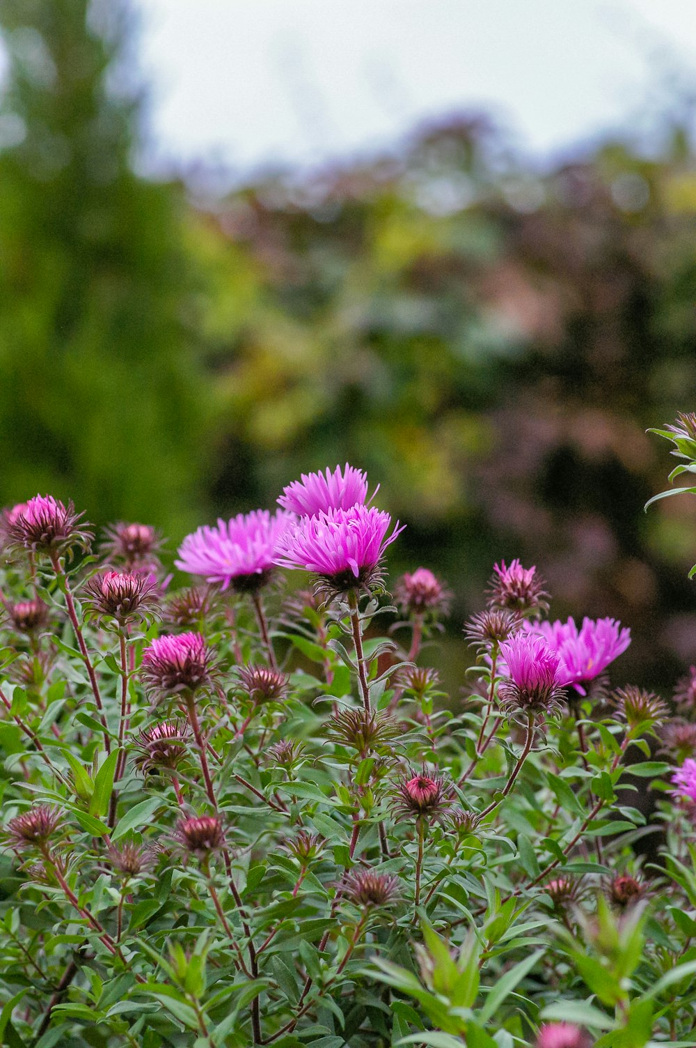 purple flower in tilt shift lens