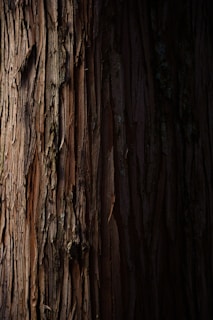 brown tree trunk during daytime