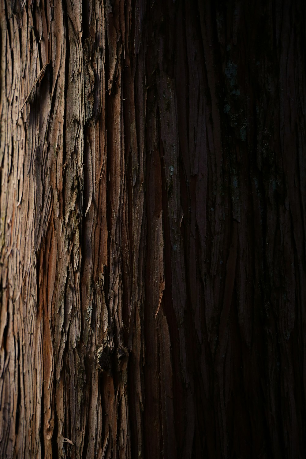 brown tree trunk during daytime