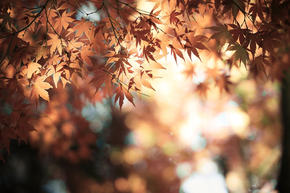 brown leaves in tilt shift lens