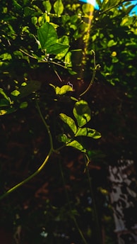 Sunlight filters through lush coffee leaves on a vibrant tropical farm.
