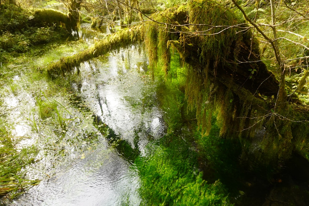 green grass and trees on river