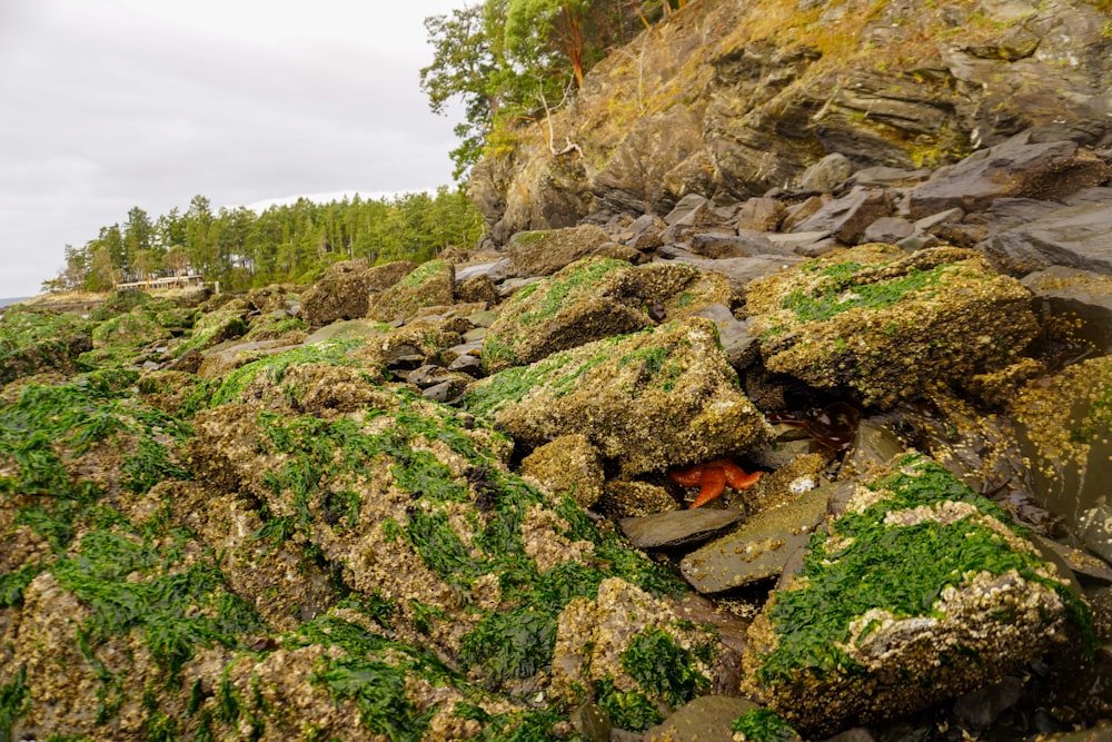 a rocky beach covered in lots of green moss