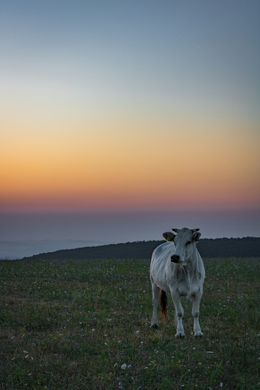 vaca branca no campo verde da grama durante o dia