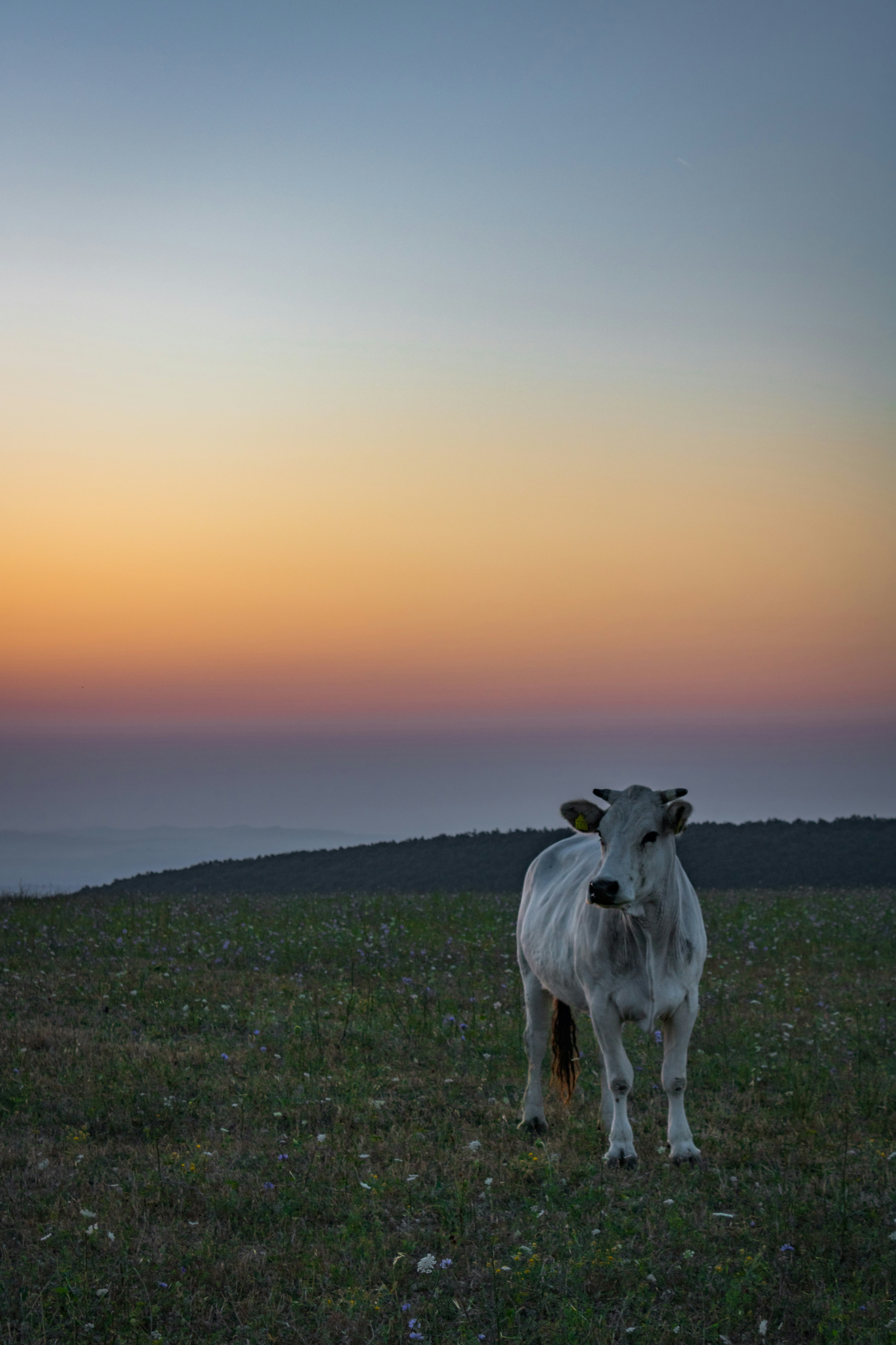 livestock