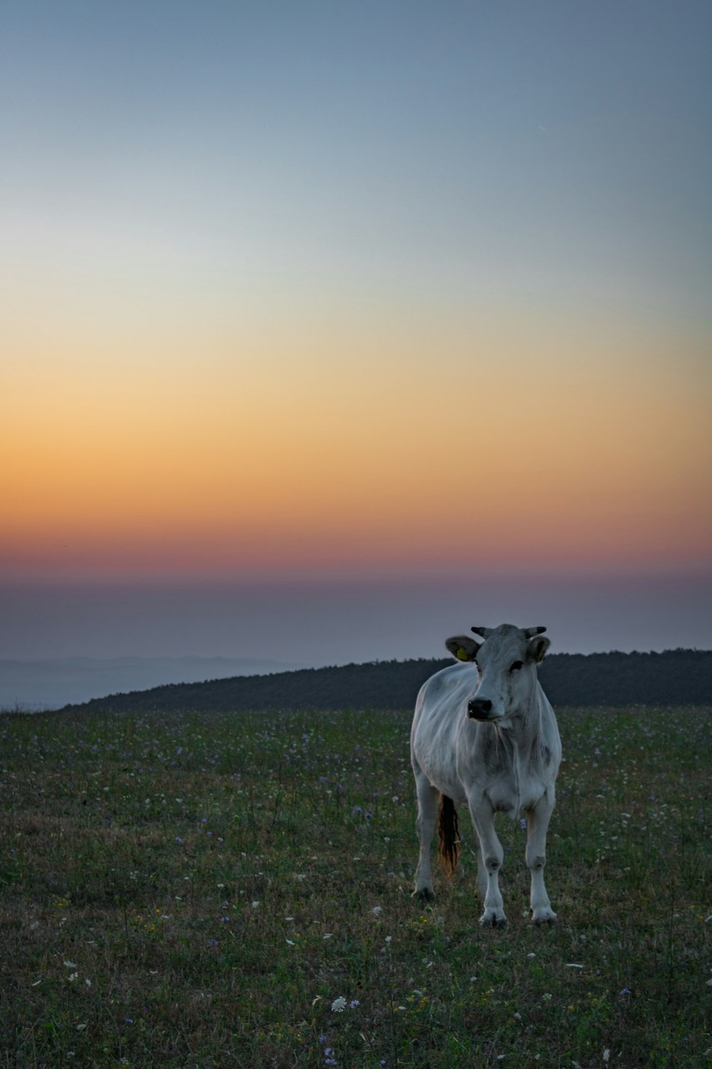 white cow on green grass field during daytime