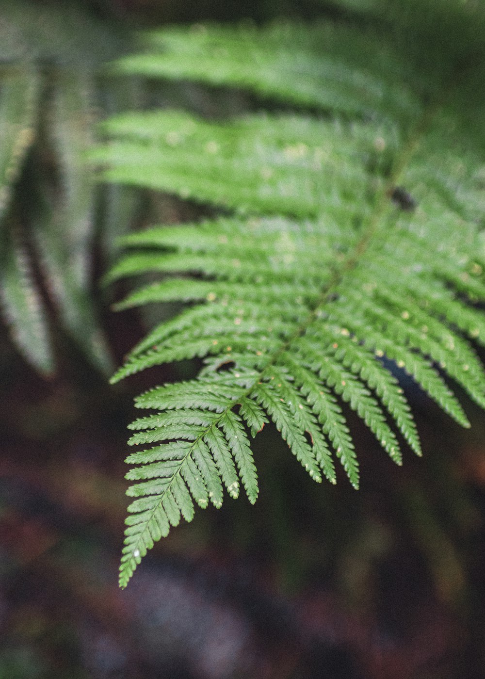 green fern in close up photography