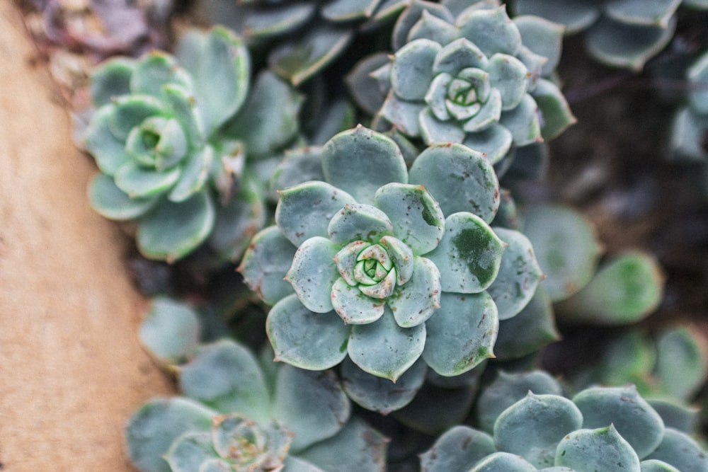 green succulent plant in close up photography