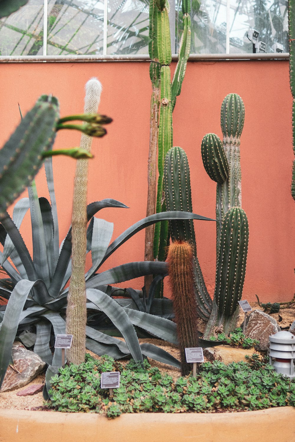 green cactus plants during daytime