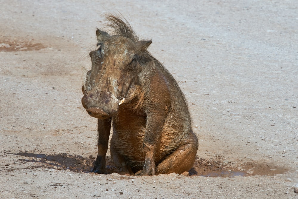 brown rhinoceros on white sand during daytime