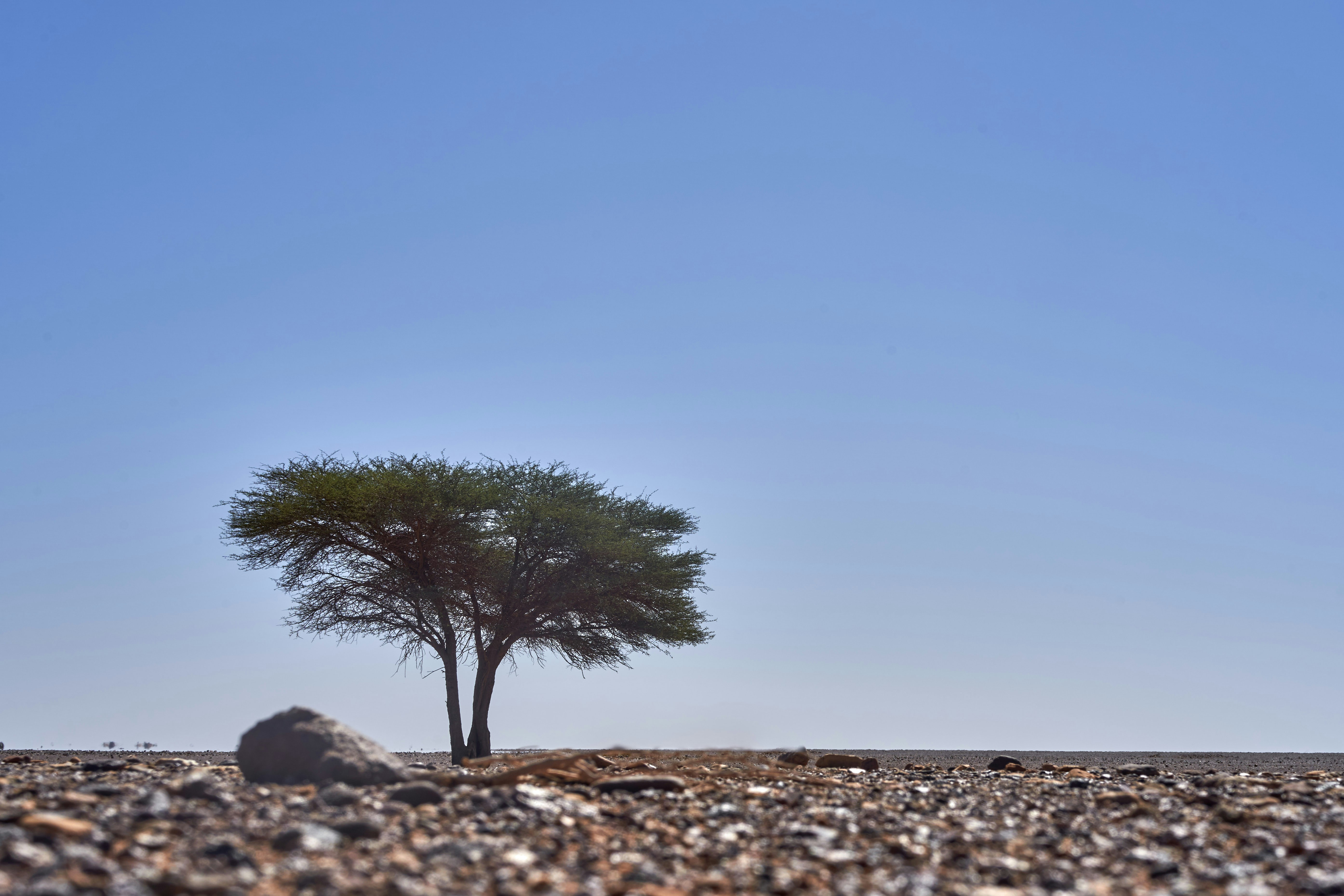 Photo by wolfgang_hasselmann