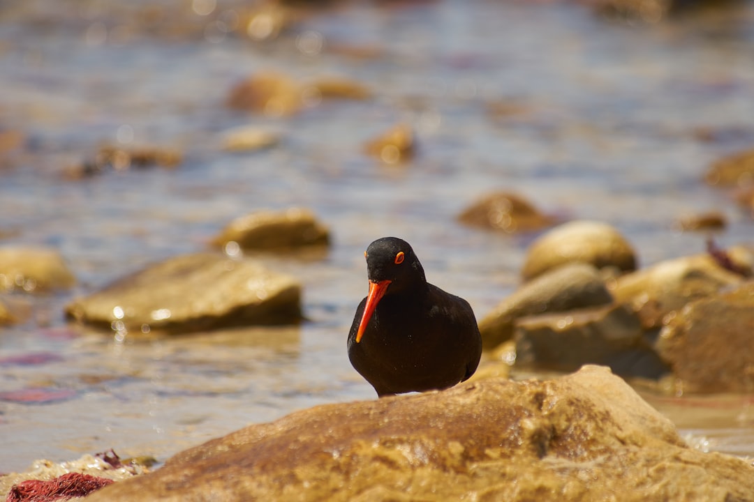 black and red bird on rock near body of water during daytime