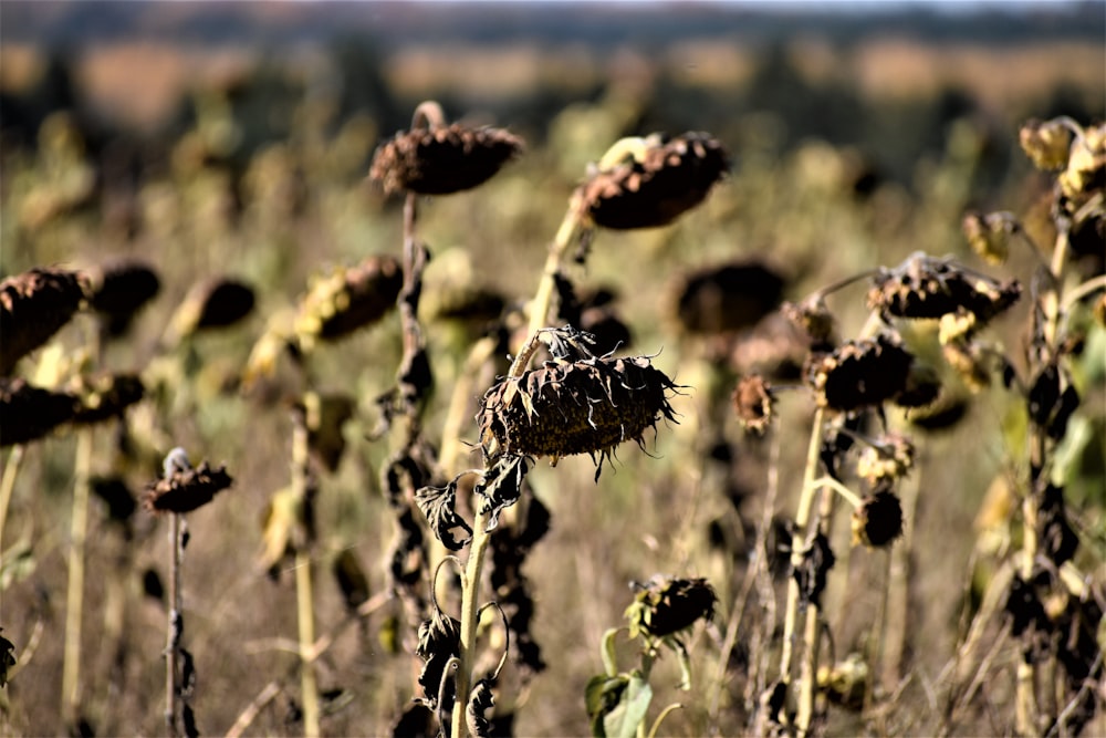 brown flowers in tilt shift lens