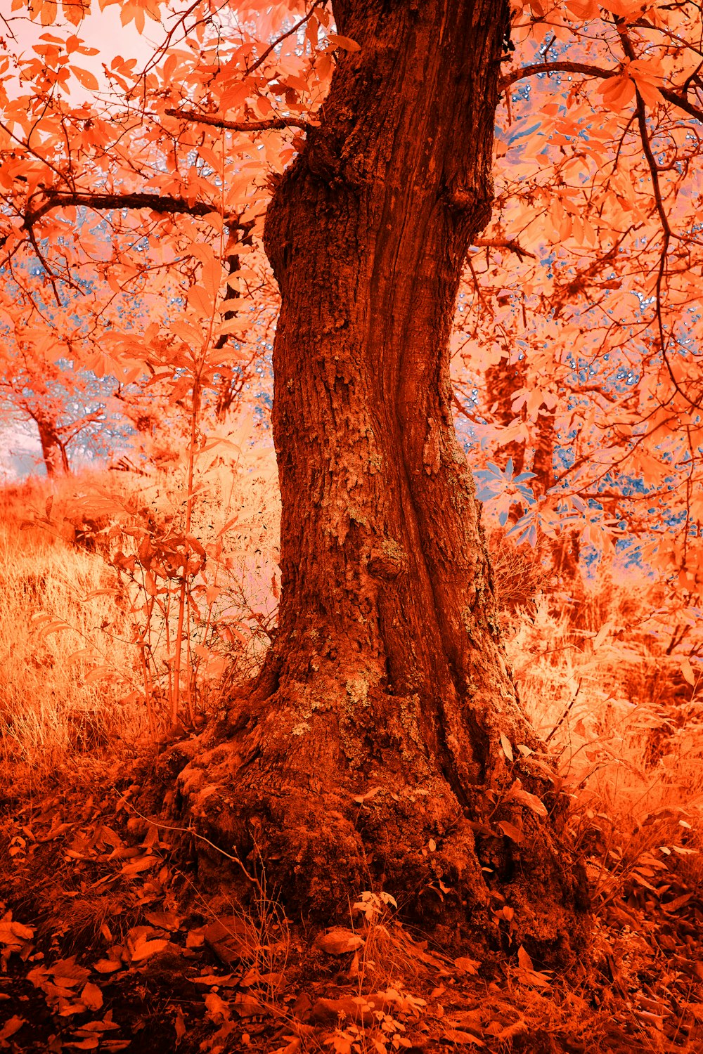 brown tree on brown grass field during daytime