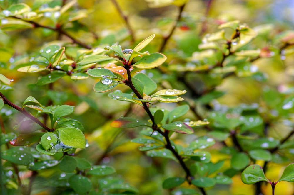 water droplets on green leaves